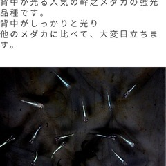 メダカの赤ちゃんの画像