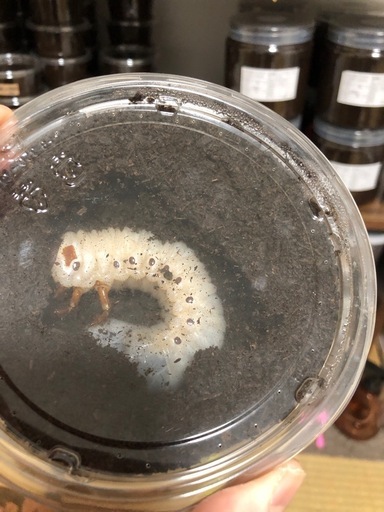 カブトムシ　ヘラクレス　幼虫　メス　20匹