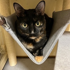 可愛がってください