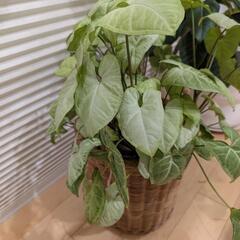 ②観葉植物