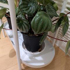③観葉植物