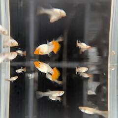 紅白 グッピーの画像