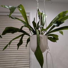 ④観葉植物