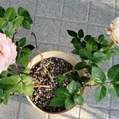 つるバラ　四季咲きの画像