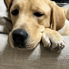 とても優しい子です