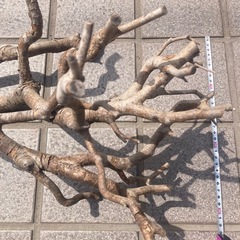 インテリアやDIYに！ユニークな形の流木の画像