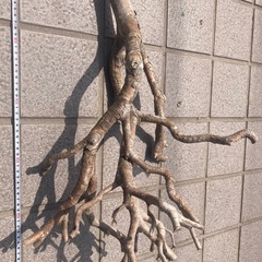 インテリアやDIYに！ユニークな形の流木の画像