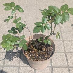 つるバラ　四季咲きの画像
