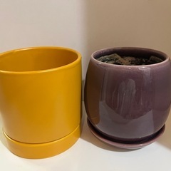植木鉢　3.5合　イエロー　パープル　観葉植物
