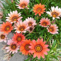 ＊☆彡西日 暑さに強い ガザニア 花
