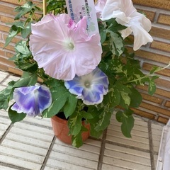趣味で着物を着たい方。個人レッスン入門お試し　着付け3回コース　販売無し。足立区　　谷塚駅会場　着付教室　千代田線綾瀬駅　一回毎の講習料の画像