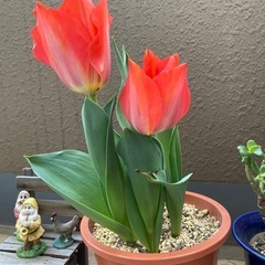 趣味で着物を着たい方。個人レッスン入門お試し　着付け3回コース　販売無し。足立区　　谷塚駅会場　着付教室　千代田線綾瀬駅　一回毎の講習料の画像