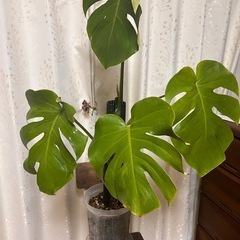 モンステラ　ネガミエル⭐︎ネコチップ