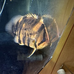 アロワナ、エンドリー、ダトニオ
の画像