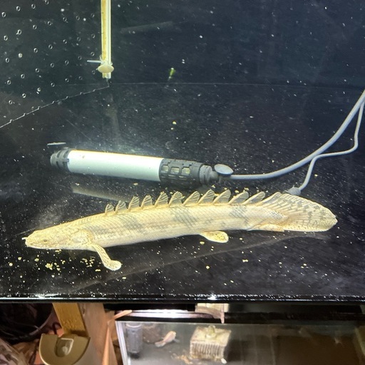 アロワナ、エンドリー、ダトニオ