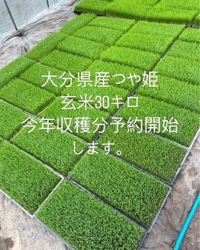 大分県産つや姫玄米30キロ予約販売
