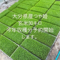 大分県産つや姫玄米30キロ予約販売