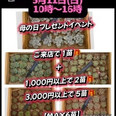 次回以降の販売予定 多肉植物 アガベ