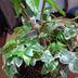 ランキングキーワードに紐づく投稿画像-観葉植物