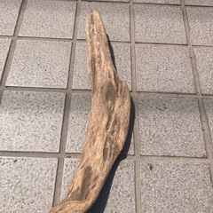 【一点もの】自然の曲線が美しい流木の画像