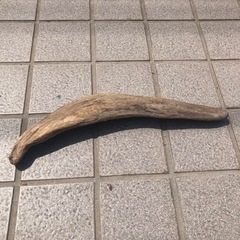 【一点もの】自然の曲線が美しい流木の画像