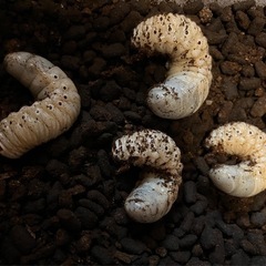 ヘラクレスオオカブト 三令幼虫　4頭　♂1♀3 格安