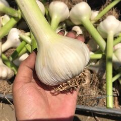 超新鮮で美味しい、とれたて大きなニンニク120円／個の画像