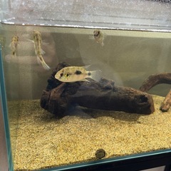 トーマシー 4匹 熱帯魚 生体