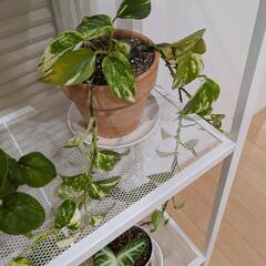 ⑤観葉植物