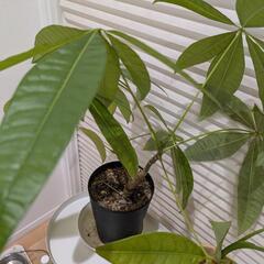 ⑥観葉植物