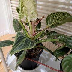 ⑦観葉植物