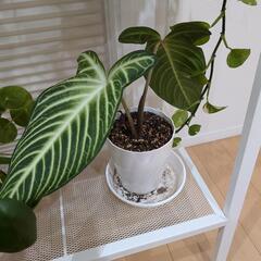 ⑧観葉植物