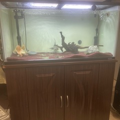 1200アクリル水槽　古代魚の画像