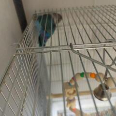 写真UPしました。追記あり。コザクラインコ2羽ボタンインコ1羽里...