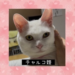 シッポがチャームポイント、チャルコ姫