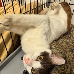 シュッとした三毛猫似の美少年。ベタ慣れまであと少し