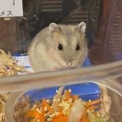 ②ジャンガリアンハムスター里親募集
