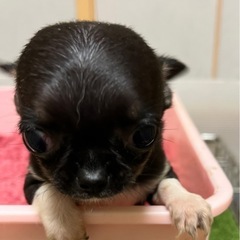 チワワスムース女の子可愛い子犬