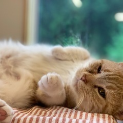 5月11日(日)♡富士西公園♡保護犬・保護猫譲渡会&マルシェ♡ - イベント