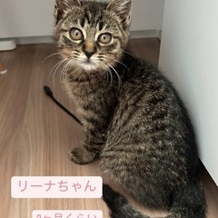 5月11日(日)♡富士西公園♡保護犬・保護猫譲渡会&マルシェ♡ - その他