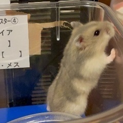 ④ジャンガリアンハムスター里親募集