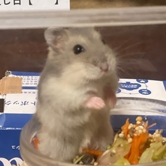 ⑤ジャンガリアンハムスター里親募集