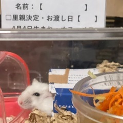 ⑥ジャンガリアンハムスター里親募集