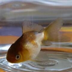 金魚 珍しい模様