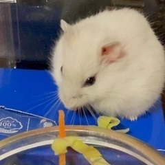 ⑧ジャンガリアンハムスター里親募集