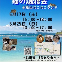 可愛い保護猫40匹！お問合せ多数でも対応します