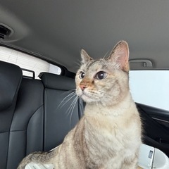 可愛い保護猫40匹！お問合せ多数でも対応します − 神奈川県