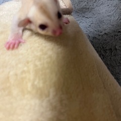 ⭕️フクロモモンガ⭕️クリミノhetカリミノ♂