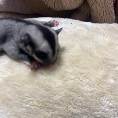 ⭕️フクロモモンガ⭕️ノーマルhetカリミノ♂