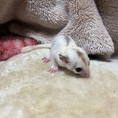 ⭕️フクロモモンガ⭕️モザイク♂色が白っぽい